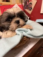 Captain Little , a male Shihpoo for sale in Ashland, OH – 5 of 7
