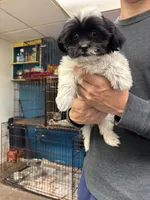 Bridgette, a female Shihpoo for sale in Ashland, OH – 4 of 8