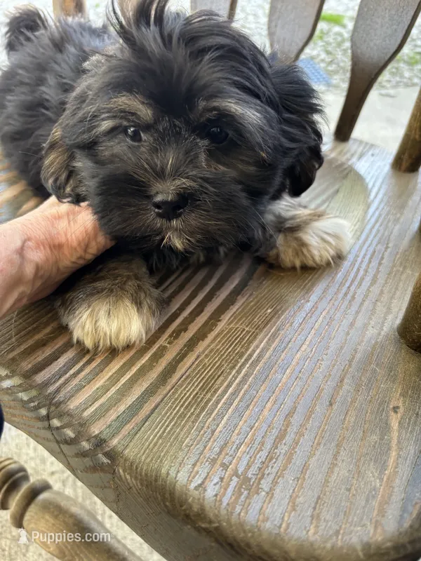 Tucker – Shihpoo puppy for sale in Ashland, OH