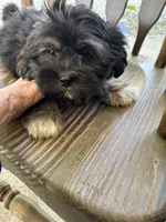 Tucker, a male Shihpoo for sale in Ashland, OH – 6 of 8