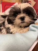 Captain Little , a male Shihpoo for sale in Ashland, OH – 3 of 7