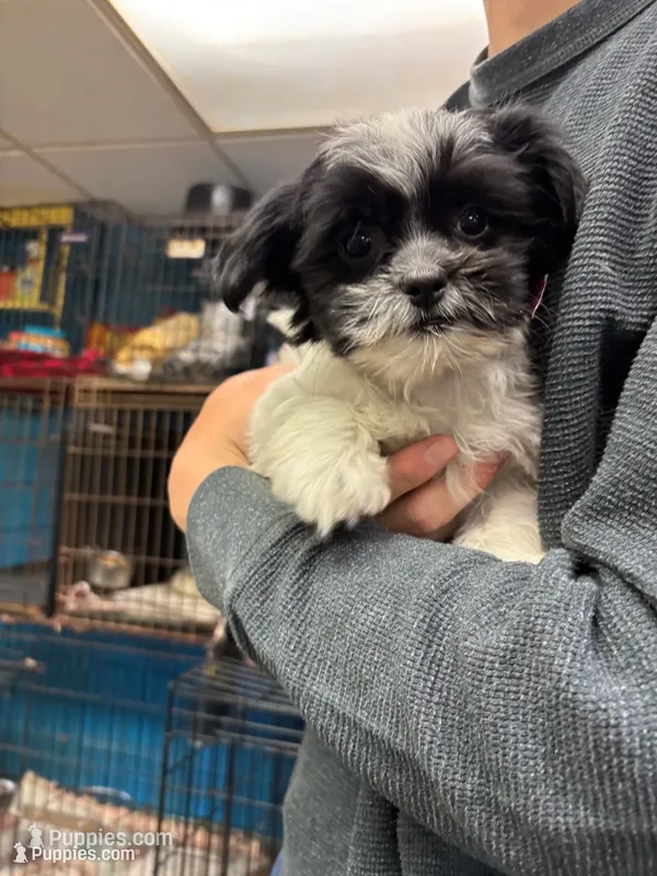 Sabrina – Shihpoo puppy for sale in Ashland, OH