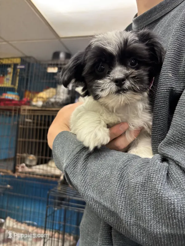 Sabrina – Shihpoo puppy for sale in Ashland, OH