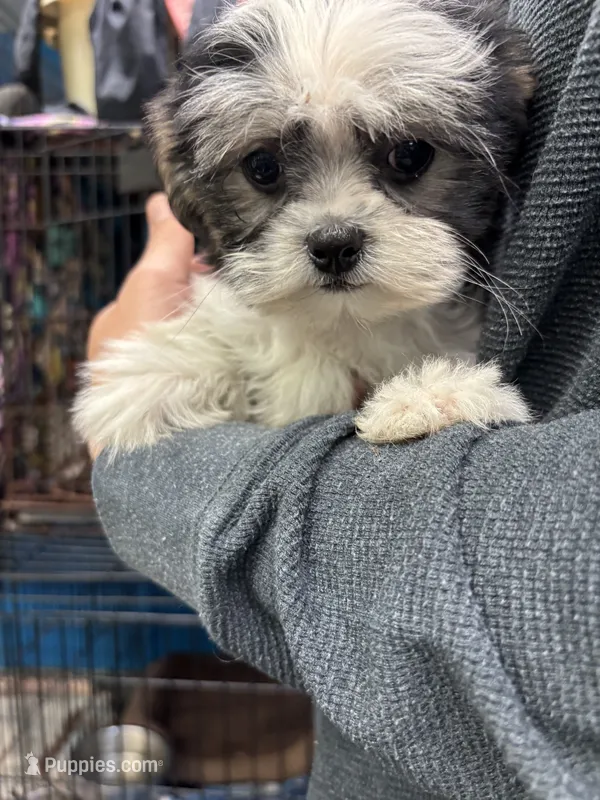 Buttercup  – Shihpoo puppy for sale in Ashland, OH