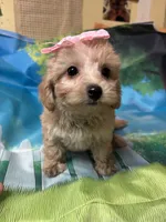 Sweet pea , a female Yorkipoo for sale in Ashland, OH – 2 of 6