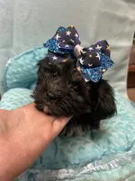 Tucker, a male Shihpoo for sale in Ashland, OH – 4 of 5