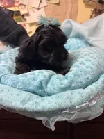 Honey Bear , a male Shihpoo for sale in Ashland, OH – Photo 4 of 5