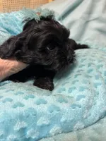 Honey Bear , a male Shihpoo for sale in Ashland, OH – Photo 5 of 5