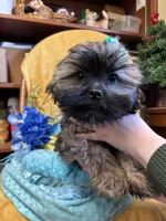 Poppycorn, a male Shihpoo for sale in Ashland, OH – Photo 2 of 7