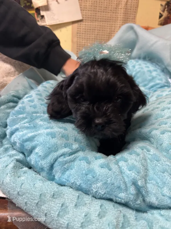 Honey Bear  – Shihpoo puppy for sale in Ashland, OH