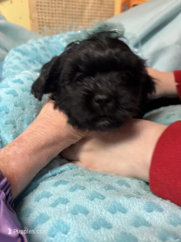 Honey Bear  – Shihpoo puppy for sale in Ashland, OH