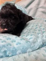 Honey Bear , a male Shihpoo for sale in Ashland, OH – Photo 2 of 5