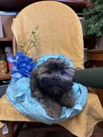 Poppycorn, a male Shihpoo for sale in Ashland, OH – Photo 4 of 7