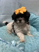Bucky, a male Shihpoo for sale in Ashland, OH – 1 of 4