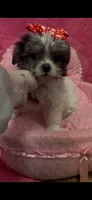 Sabrina, a female Shihpoo for sale in Ashland, OH – 5 of 5