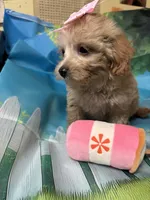 Tinkerbell, a female Yorkipoo for sale in Ashland, OH – 2 of 6