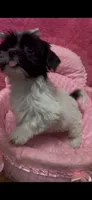 Buttercup , a female Shihpoo for sale in Ashland, OH – 4 of 4