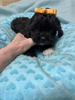 Jet, a male Shihpoo for sale in Ashland, OH – Photo 3 of 6