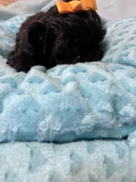 Jet, a male Shihpoo for sale in Ashland, OH – Photo 5 of 6