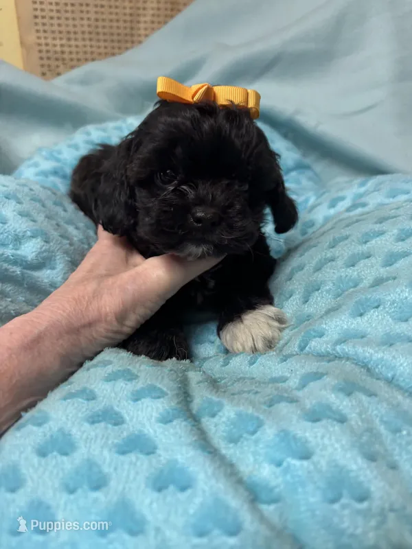 Jet – Shihpoo puppy for sale in Ashland, OH