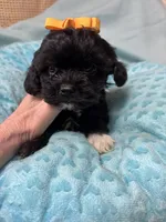 Jet, a male Shihpoo for sale in Ashland, OH – Photo 2 of 6