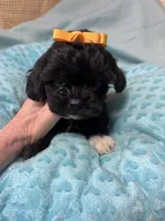 Jet, a male Shihpoo for sale in Ashland, OH – Photo 1 of 6