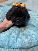 Jet, a male Shihpoo for sale in Ashland, OH – Photo 4 of 6