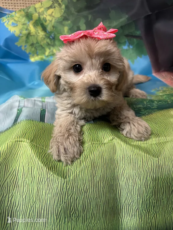 Sweet pea  – Yorkipoo puppy for sale in Ashland, OH