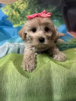 Sweet pea , a female Yorkipoo for sale in Ashland, OH – 4 of 6