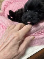 Paris, a female Shihpoo for sale in Ashland, OH – Photo 2 of 6