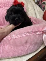 Paris, a female Shihpoo for sale in Ashland, OH – Photo 6 of 6