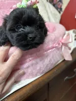 Paris, a female Shihpoo for sale in Ashland, OH – Photo 3 of 6