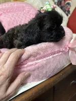 Paris, a female Shihpoo for sale in Ashland, OH – Photo 5 of 6
