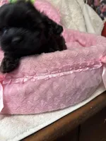 Paris, a female Shihpoo for sale in Ashland, OH – Photo 4 of 6