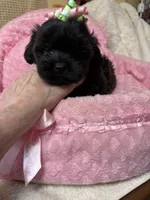 Paris, a female Shihpoo for sale in Ashland, OH – Photo 1 of 6