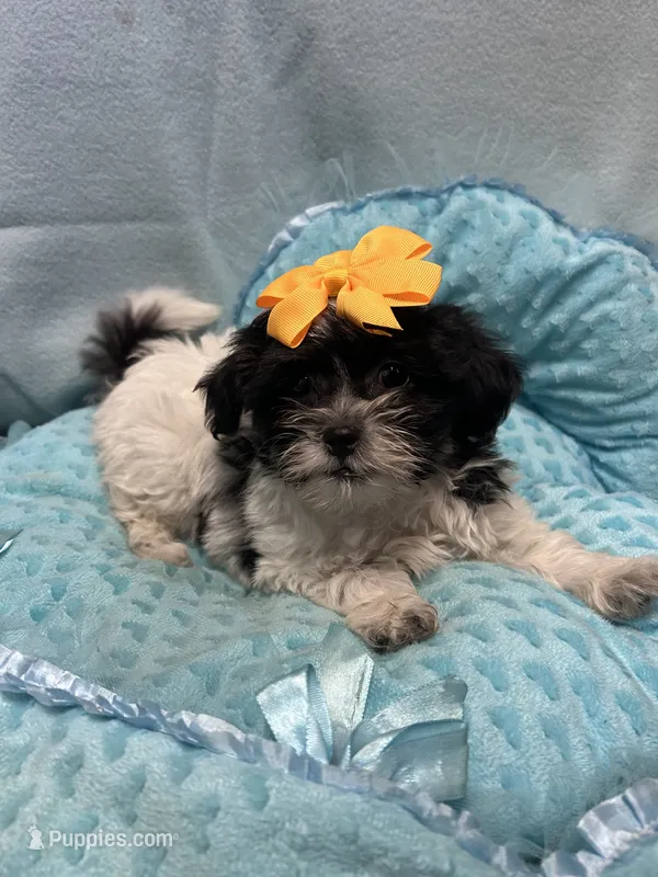 Bucky – Shihpoo puppy for sale in Ashland, OH