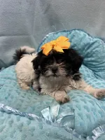 Bucky, a male Shihpoo for sale in Ashland, OH – 4 of 4