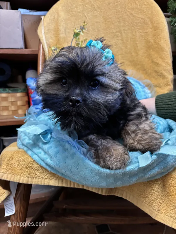 Poppycorn – Shihpoo puppy for sale in Ashland, OH