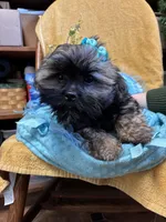 Poppycorn, a male Shihpoo for sale in Ashland, OH – Photo 1 of 7
