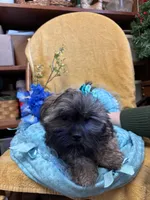 Poppycorn, a male Shihpoo for sale in Ashland, OH – Photo 6 of 7