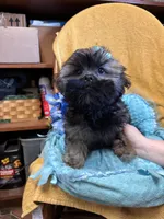 Poppycorn, a male Shihpoo for sale in Ashland, OH – Photo 3 of 7