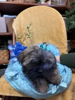 Poppycorn, a male Shihpoo for sale in Ashland, OH – Photo 5 of 7