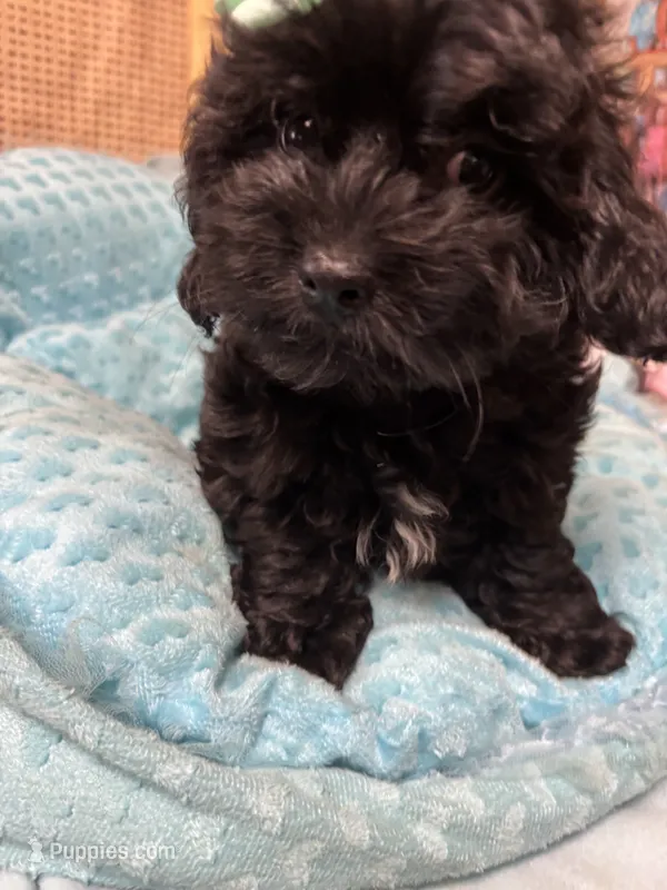 Jay-Jay  – Shihpoo puppy for sale in Ashland, OH