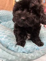Jay-Jay , a male Shihpoo for sale in Ashland, OH – 4 of 5
