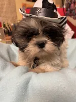 Captain Little , a male Shihpoo for sale in Ashland, OH – 7 of 7