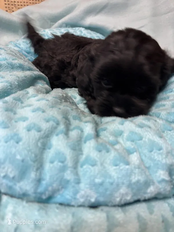 Lucki – Shihpoo puppy for sale in Ashland, OH