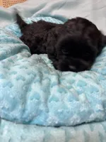 Lucki, a male Shihpoo for sale in Ashland, OH – Photo 1 of 5