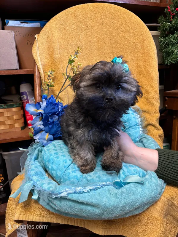 Poppycorn – Shihpoo puppy for sale in Ashland, OH