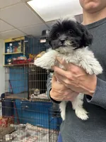 Bridgette, a female Shihpoo for sale in Ashland, OH – 5 of 8
