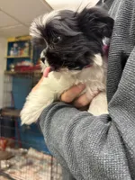 Sabrina, a female Shihpoo for sale in Ashland, OH – 2 of 8